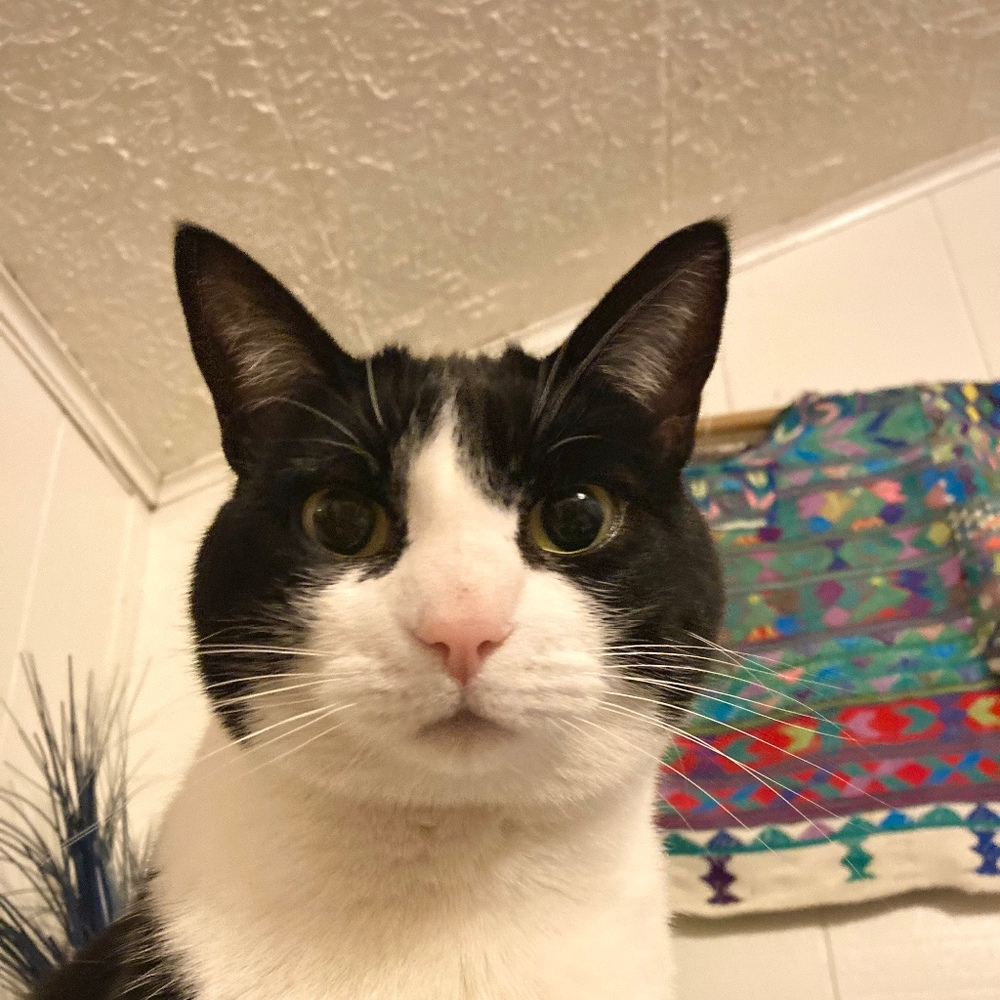 Meet your Posher, Pamela